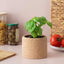 Cork Pot Herb Growing Kit | Basil
