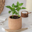 Cork Pot Herb Growing Kit | Chilli Pepper