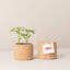Cork Pot Herb Growing Kit | Chilli Pepper