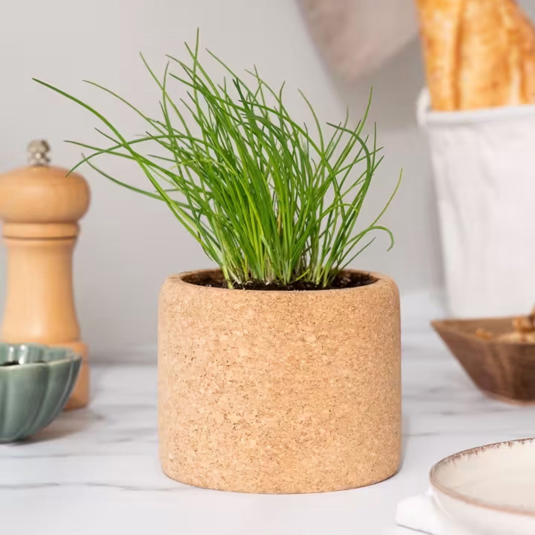 cork planter pot Buy Cork Pot Herb Growing Kit