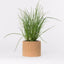 Cork Pot Herb Growing Kit | Chives