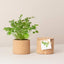Cork Pot Herb Growing Kit | Coriander