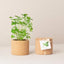 Cork Pot Herb Growing Kit | Parsley