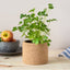 Cork Pot Herb Growing Kit | Parsley