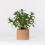 Cork Pot Herb Growing Kit | Peppermint