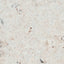 Natural Cork Glue-Down Wall Tiles | Samples