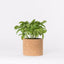 Cork Pot Herb Growing Kit | Basil