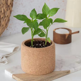 Cork Pot Herb Growing Kit | Chilli Pepper