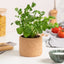Cork Pot Herb Growing Kit | Coriander