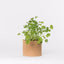 Cork Pot Herb Growing Kit | Coriander