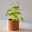 Cork Pot Herb Growing Kit | Parsley