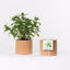 Cork Pot Herb Growing Kit | Peppermint