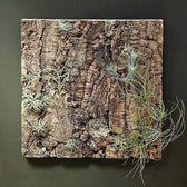 Virgin Cork Bark Panel for Air Plants & Vivariums